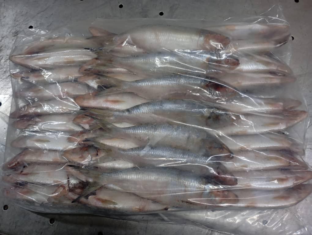 Frozen sardines in vacuum-sealed packaging