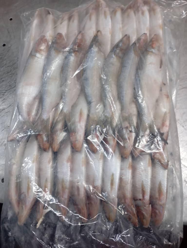 Whole round frozen sardines